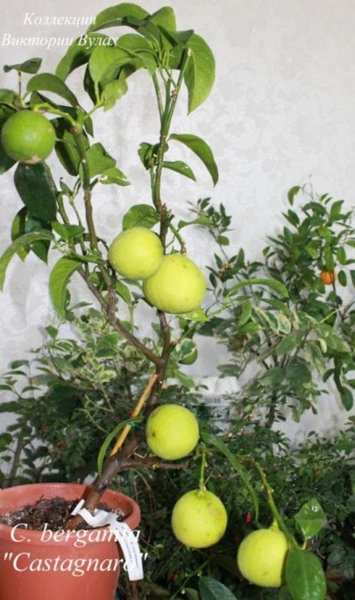 C. bergamia Castagnaro1 - 